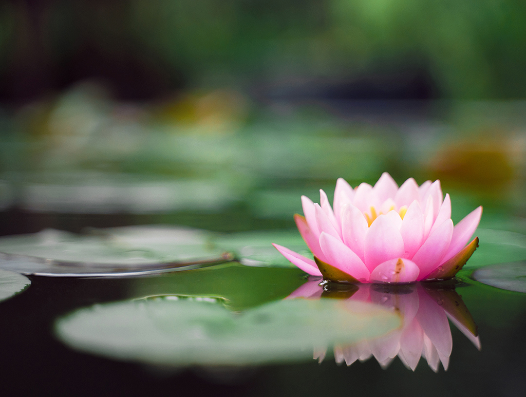 floating lotus on water